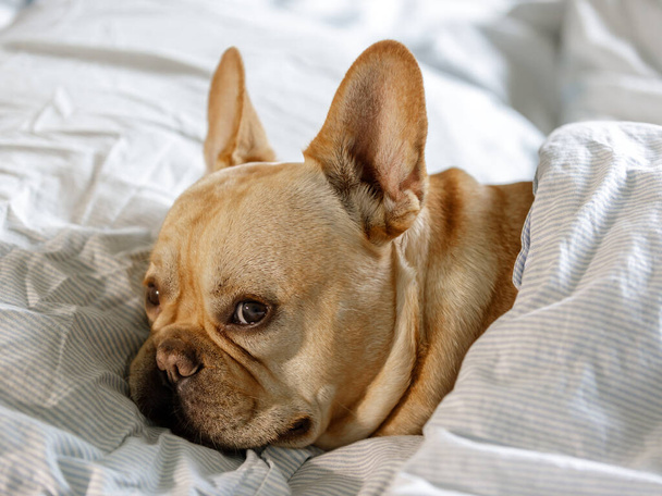 Frenchie lying down comfortably in bed - Photo, Image