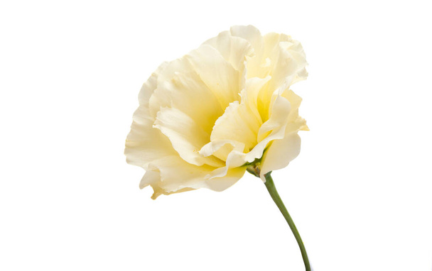gyönyörű eustoma elszigetelt fehér háttér - Fotó, kép