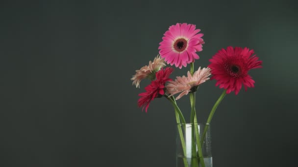Main masculine prend gerbera rouge dans un vase en verre avec d'autres fleurs de gerbera colorées - Séquence, vidéo