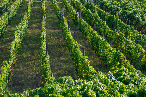 Rows with green grape plants on vineyards in Campania, South of Italy - Φωτογραφία, εικόνα