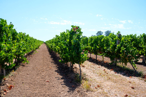 Fileiras com plantas de uva verde em vinhas em Castelli Romani, Lazio, Itália - Foto, Imagem