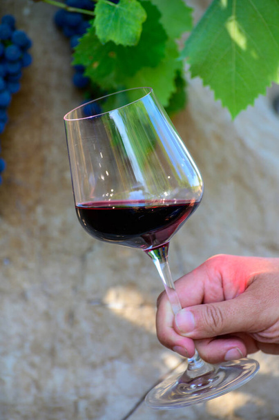 Dégustation de vin professionnel sur cave, verre avec vin rouge sec et raisin mûr sur les vignobles du Latium, Italie en été - Photo, image