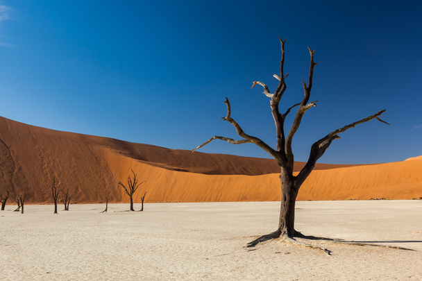 Sossusvlei deadvlei Namíbia - Fotó, kép