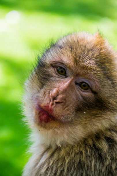 Barbary macaque or Magot photographed in an animal park. - Photo, Image