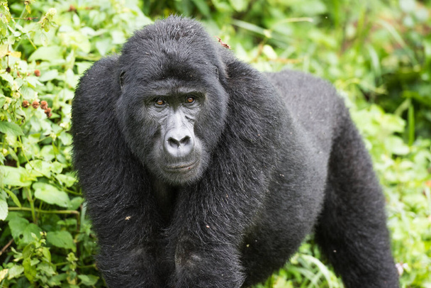 Adult mountain gorilla in the Bwindi Impenetrable National Park in Uganda - Photo, Image