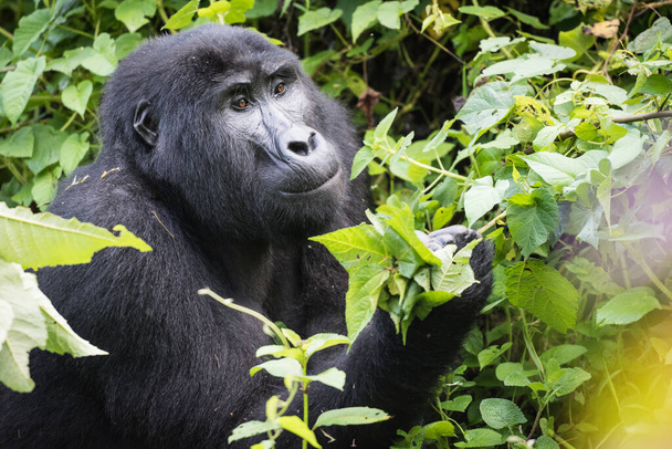 Ausgewachsene Berggorrila auf der Suche nach grünen Blättern zum Fressen im Undurchdringlichen Nationalpark in Uganda - Foto, Bild
