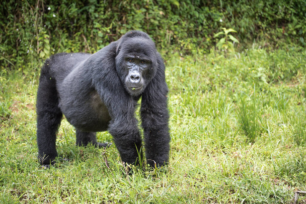 Gorila de montaña embarazada mira a su alrededor en el Parque Nacional Impenetrable Bwindi en Uganda - Foto, Imagen