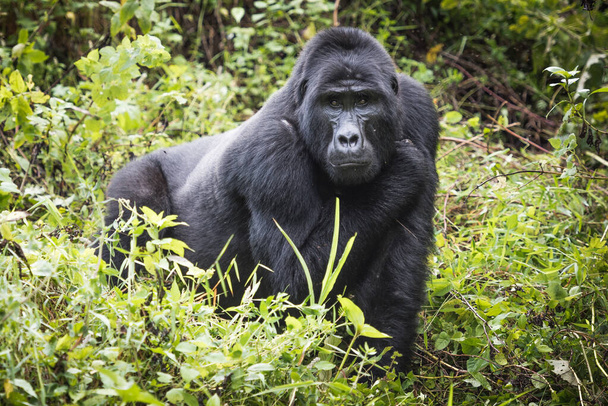 Gorila de montaña se encuentra en una rica vegetación y mira hacia la cámara en el Parque Nacional Impenetrable Bwindi en Uganda - Foto, Imagen