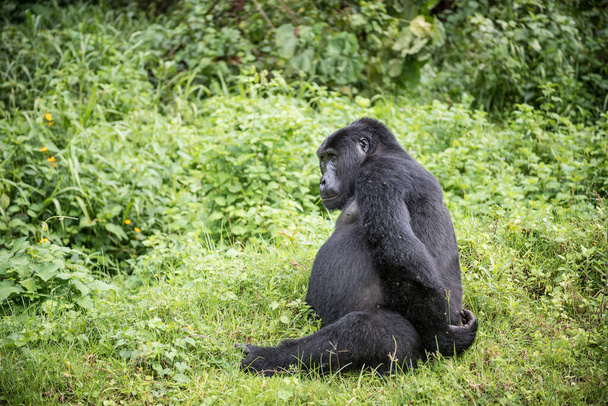 Gorila de montaña embarazada descansa en un pastizal en el Parque Nacional Impenetrable Bwindi en Uganda - Foto, Imagen