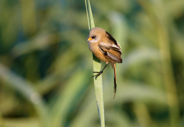 A young bearded reedling, also known as bearded tit (Panurus biarmicus), is photographed close-up in its natural habitat in the soft morning light of the golden hour against an unusual background. - Foto, imagen