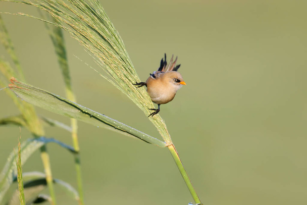 A young bearded reedling, also known as bearded tit (Panurus biarmicus), is photographed close-up in its natural habitat in the soft morning light of the golden hour against an unusual background. - Zdjęcie, obraz