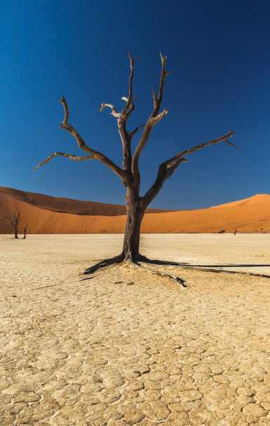 SOSSUSVLEI deadvlei Namibië - Foto, afbeelding