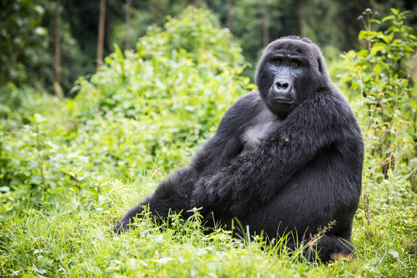 Dorosły górski goryl siedzący w bogatej roślinności w Parku Narodowym Bwindi Impenetrable w Ugandzie - Zdjęcie, obraz