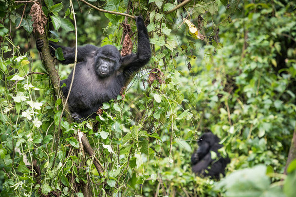 Bebé gorila de montaña descansando en la vegetación del bosque en el Parque Nacional Impenetrable Bwindi en Uganda - Foto, Imagen