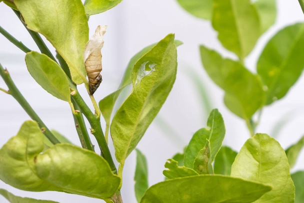 Ο φλοιός της μαριονέτας στα φύλλα Citrus aurantiifolia - Φωτογραφία, εικόνα