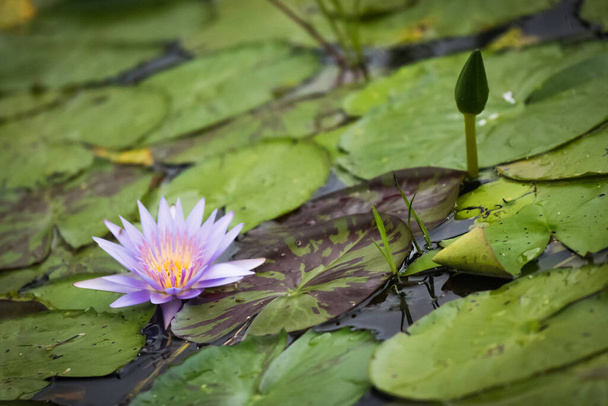 Blauer Lotus der Nillilie im Mabamba-Sumpf in Uganda - Foto, Bild