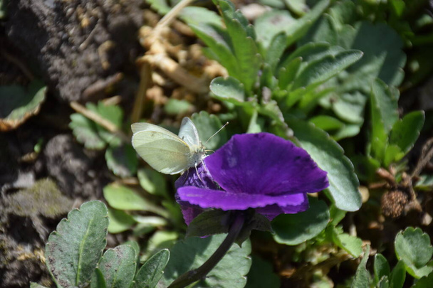 Fehér pillangó egy kék virágon... - Fotó, kép
