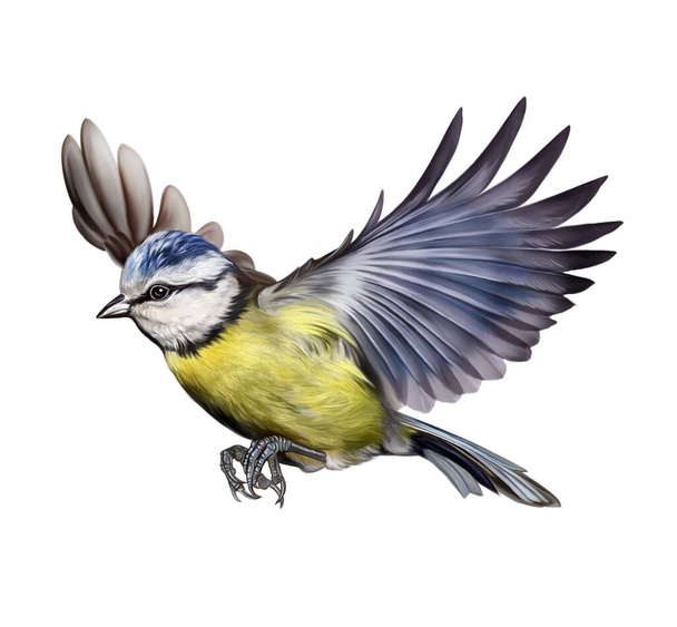 The great tit (Parus) bird flying - realistic drawing, illustration for the encyclopedia of birds. Isolated image on white background - 写真・画像