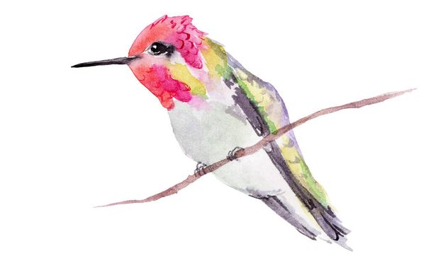 watercolor drawing of a bird - anna calipte hummingbird - Foto, Imagem
