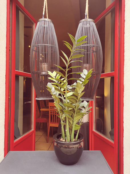 Zamioculcas Zamiifolia fiore all'esterno di un moderno caffè aperto su una strada nella città vecchia della Germania in una giornata estiva.Luminose porte rosse, grandi luci a sospensione in legno.Street design - Foto, immagini