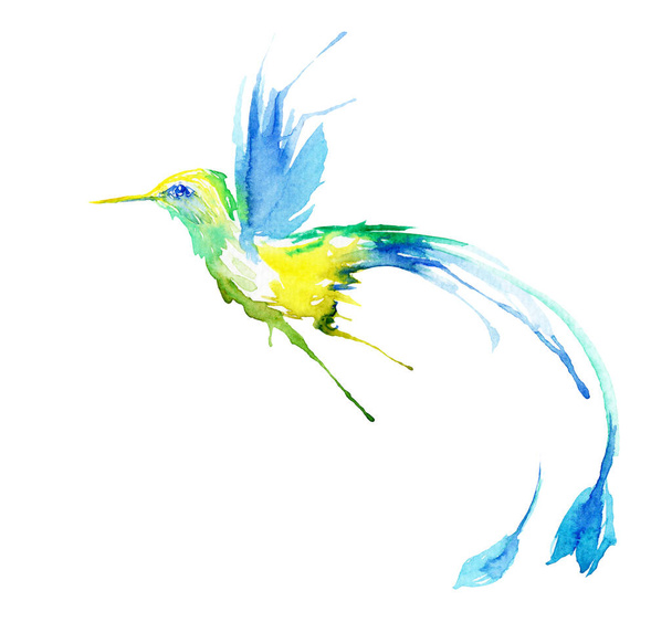 鳥の水彩画-ハチドリ - 写真・画像