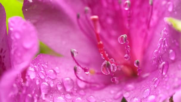 belle fleur rose avec gouttes d'eau - Séquence, vidéo