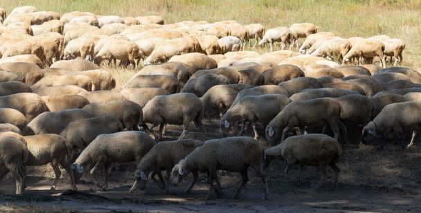 Eine Herde Ziegen und Schafe. Das Überleben der Tiere in der trockenen Steppe. Weiden in Europa. - Foto, Bild