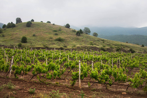Виноградник. Ферма виноградных деревьев. Крымский пейзаж - Фото, изображение