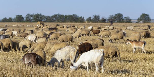 Una mandria di capre e pecore. Gli animali pascolano sulla stoppia di grano. Balle rotonde di paglia nel campo. - Foto, immagini