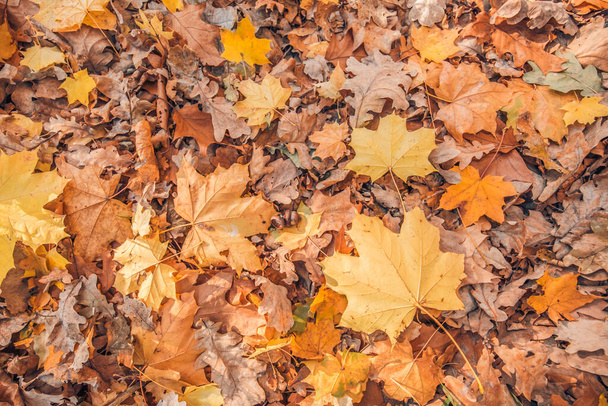 Red and orange autumn leaves background. Outdoor. Colorful background image of fallen autumn leaves perfect for seasonal use. Space for text. - Photo, Image