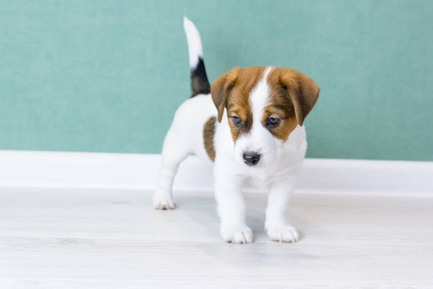 A puppy of Jack Russell standing, looking down to side, against background of a green wall. Dog training. Dogs day - Φωτογραφία, εικόνα