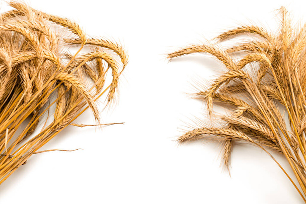 Ячмень макрос. Целый ячмень, урожай пшеницы. Пшеничное зерно уха или ржаной шип растения изолированы на белом фоне, для зерновой хлебной муки. Элемент дизайна - Фото, изображение