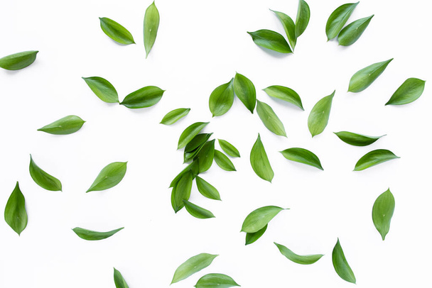 pattern texture with green leaves and branches isolated on white background. lay flat, top view - Fotoğraf, Görsel