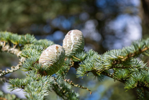 A tölcsérek közelsége az Atlas Cedar (Cedrus atlantica) fán - Fotó, kép