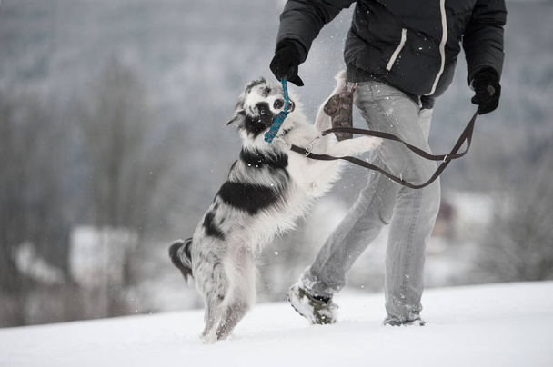 Frontera collie perro en nieve paisaje - Foto, Imagen