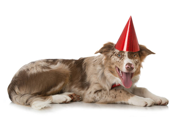Border collie dog with party hat - Fotó, kép
