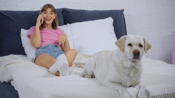 selective focus of golden retriever on bed with woman talking on smartphone - Filmagem, Vídeo