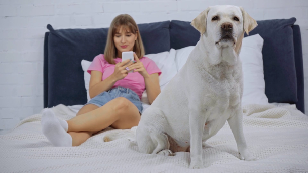 selective focus of golden retriever sitting on bed with woman using smartphone - Filmagem, Vídeo