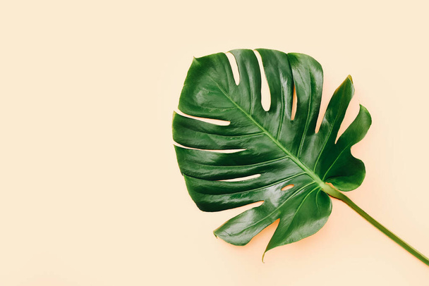 Single leaf of Monstera plant on beige background. Copy space. - Photo, Image