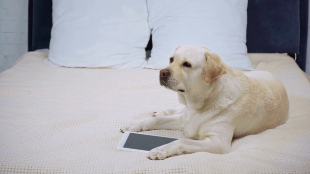 Golden retriever, dijital tabletin yanında, boş ekranlı bir battaniyenin üzerinde yatıyor. - Video, Çekim