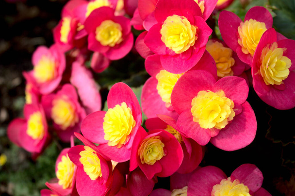 blossoming begonia in the garden - Photo, Image