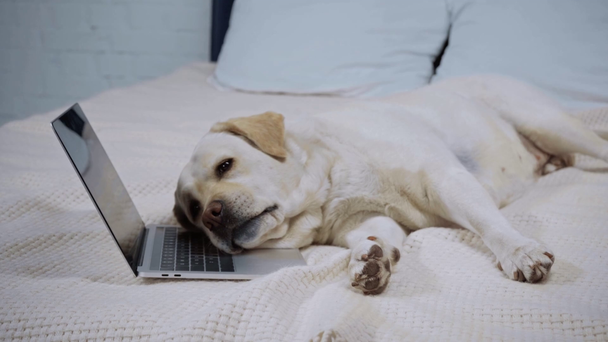 golden retriever deitado no cobertor perto do laptop com tela em branco - Filmagem, Vídeo