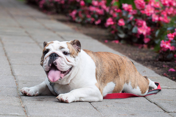 İngiliz Bulldog 'u veya parktaki İngiliz Bulldog köpeği - Fotoğraf, Görsel