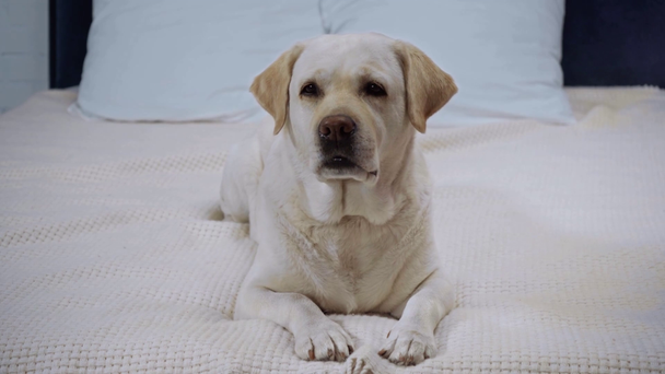 golden retriever lying on blanket in bedroom - Footage, Video