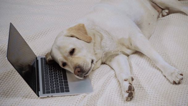 golden retriever acostado en la cama cerca de la computadora portátil con pantalla en blanco - Imágenes, Vídeo