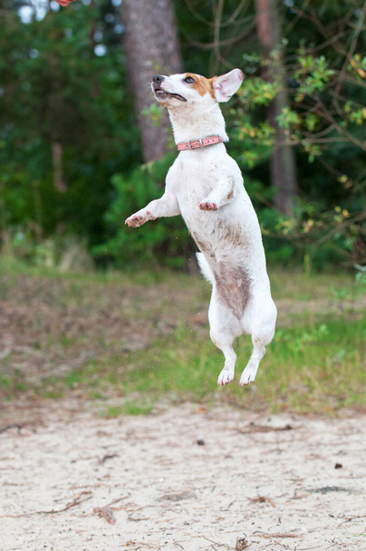 Jack Russell Terrier kutya ugrás közben - Fotó, kép