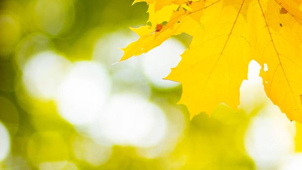 Yellow maple leaves on a blurred background. Autumn background with maple leaves. Creative wallpapers. Copy space - Photo, Image