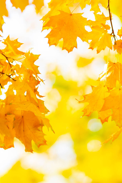 Yellow maple leaves on a blurred background. Autumn background with maple leaves. Creative wallpapers. Copy space - Fotografie, Obrázek