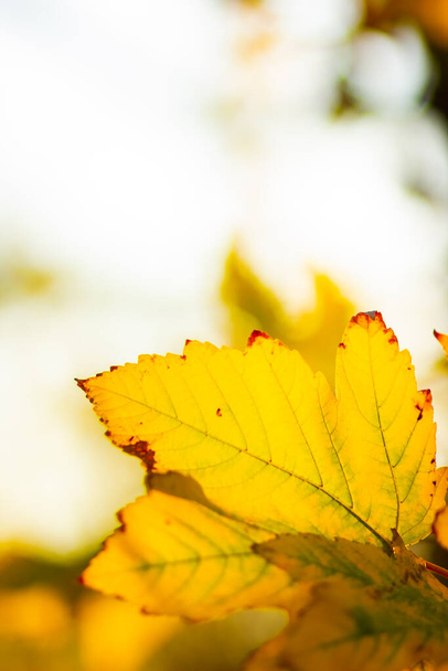 Yellow maple leaves on a blurred background. Autumn background with maple leaves. Creative wallpapers. Copy space - Foto, afbeelding