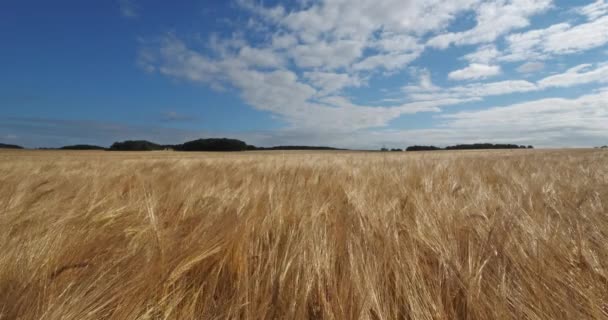 Árpa mező Loiret, Franciaország - Felvétel, videó